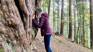 In a tree in a forest ...