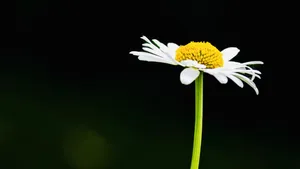 Effortless simplicity