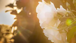 Source medicine