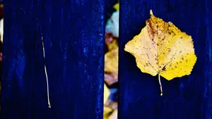 Luminosity & body types