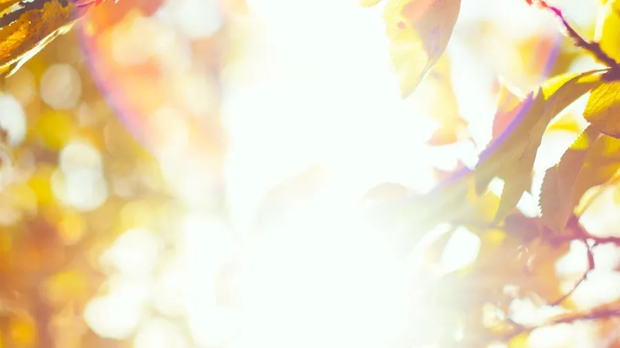 The universal light & mind