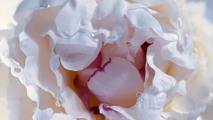 Deep silence: pure love frequency