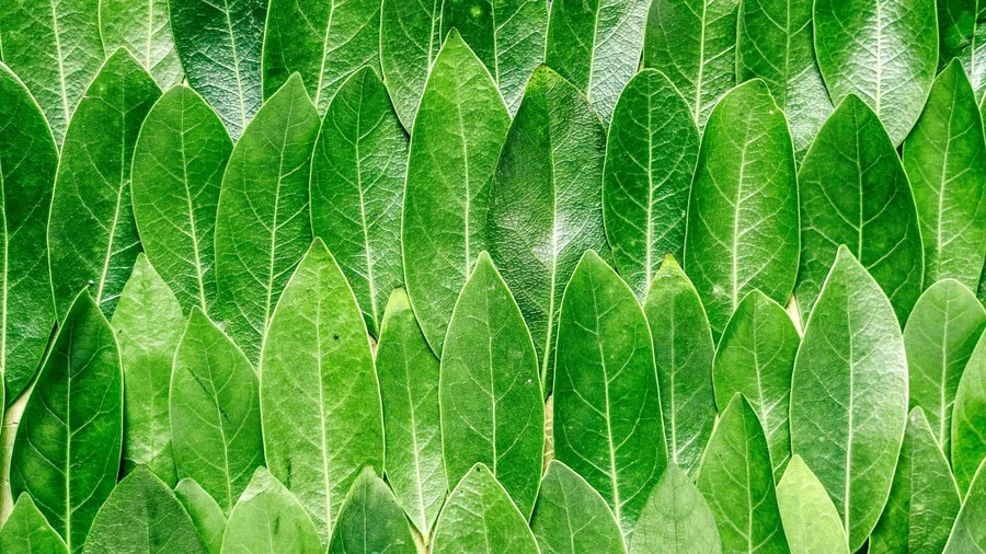 Family patterns & the Earth grid