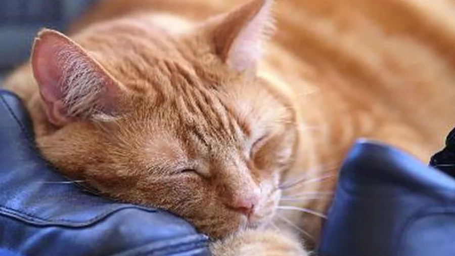 True contentment