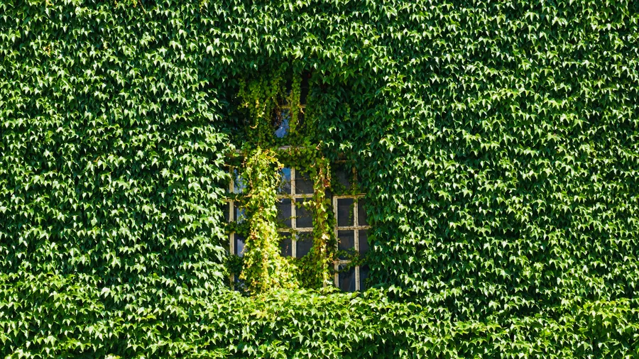 Rooting out the ivy